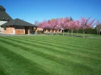 Back Lawn in Spring